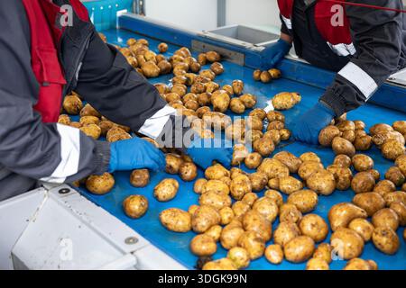 Factory workers in blue gloves sort pre-washed potatoes on a blue conveyor belt. This is part of the quality control and sorting process in a high-qua Stock Photo