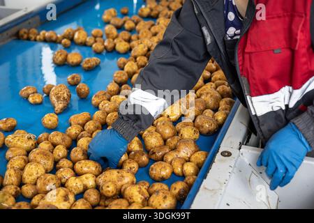 Factory workers in blue gloves sort pre-washed potatoes on a blue conveyor belt. This is part of the quality control and sorting process in a high-qua Stock Photo