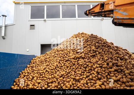 Fall Starch An industrial conveyor unloads pre-washed potatoes, a raw material for ...