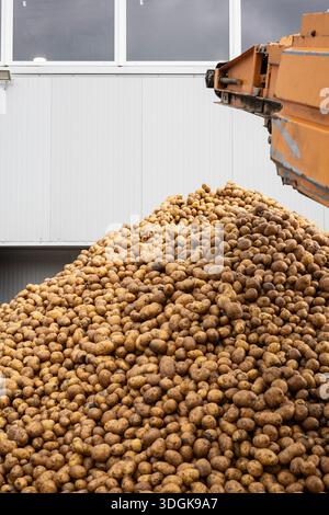 Fall Starch An industrial conveyor unloads pre-washed potatoes, a raw material for ...