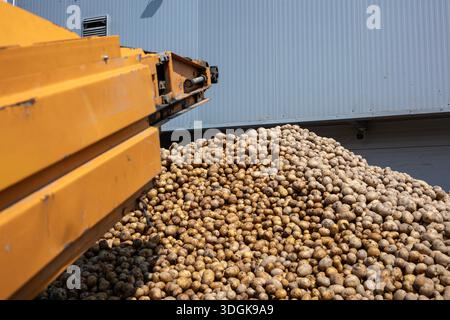 Fall Starch An industrial conveyor unloads pre-washed potatoes, a raw material for ...