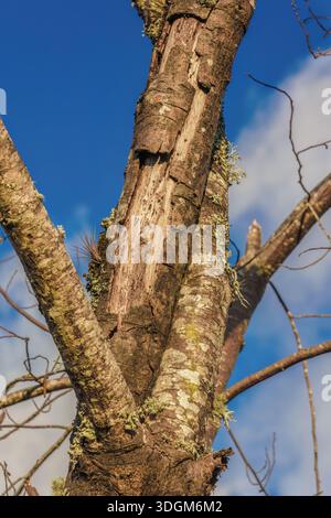 Dead old alder tree branches illuminated by the sunset light, with some tillandsias and lichen on them, in the eastern Andean mountains Stock Photo