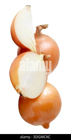 Two bulbs of white or big onions with slices in half and quarter in stack are isolated on white background with clipping path. Stock Photo