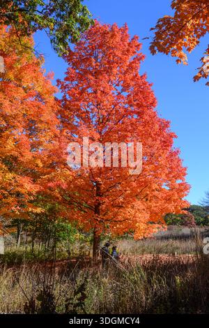 Vibrant orange and red maple trees showcase fall foliage under a clear blue sky, with two people sitting in the tranquil park enjoying the peaceful na Stock Photo