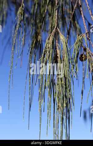 Green pine needles leaves hanging from a branch of a Casuarina tree against a clear blue sky Stock Photo