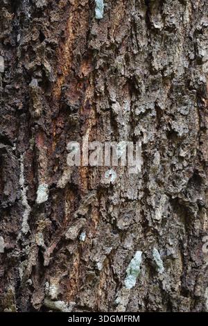 Close up photo of tree bark texture.this photo was taken from Chittagong,Bangladesh. Stock Photo