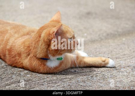 Ginger orange tabby cat relaxing on a concrete surface Stock Photo