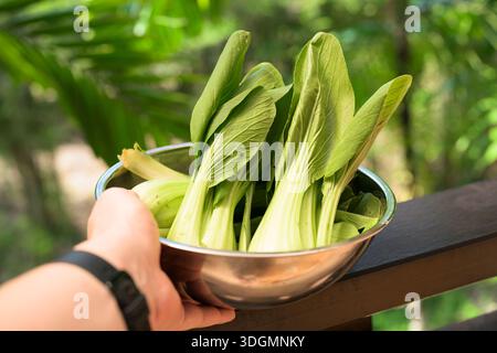 Fresh bok choy cabbage in bowl with tropical leaves background representing healthy plant-based nutrition Stock Photo