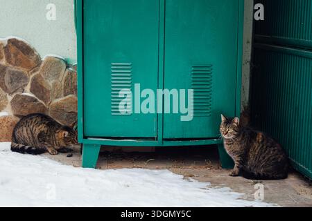 Cats playing in the backyard. Cats playing near a green cabinet in the backyard in winter. Stock Photo