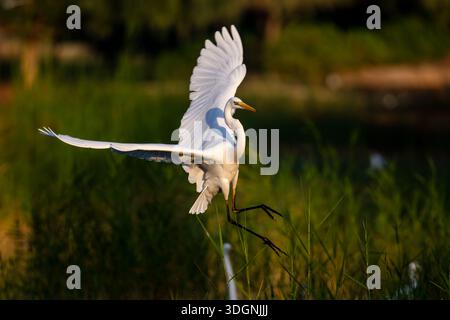 Great Egret, Ardea alba, also known as the common egret, large egret, great white egret, or great white heron Stock Photo
