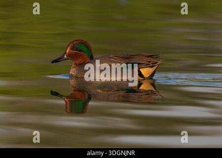 Eurasian teal, common teal, or Eurasian green-winged teal, Anas crecca, Stock Photo