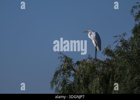 Great Egret, Ardea alba, also known as the common egret, large egret, great white egret, or great white heron Stock Photo