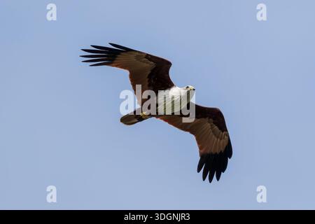 The Brahminy Kite, Haliastur indus, also known as the red-backed sea-eagle in Australia Stock Photo