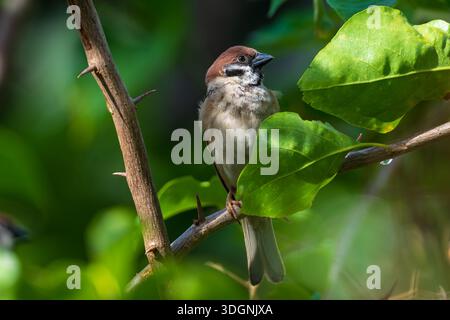 Eurasian tree sparrow, Passer montanus, Stock Photo