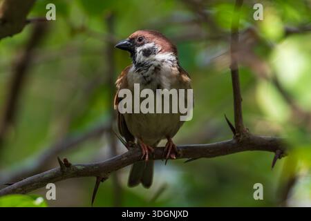 Eurasian tree sparrow, Passer montanus Stock Photo