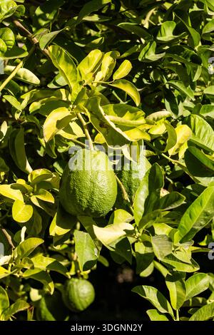 Pomelo fruits closeup on a tree branch in citrus fruits garden also called toronja Stock Photo