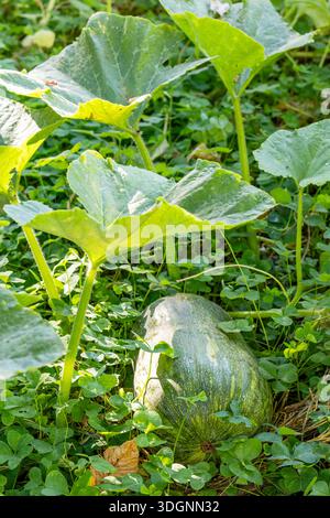 pumpkin growing in the ground, about to be harvested in Asturias, Spain ...