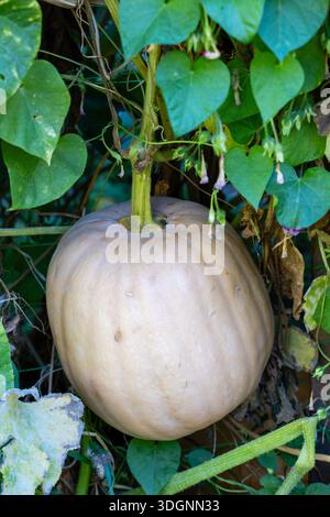 pumpkin growing in the ground, about to be harvested in Asturias, Spain ...