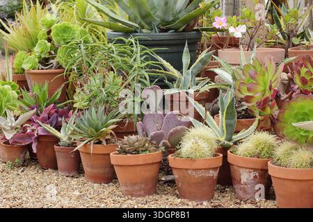 Display of cacti and succulents in containers, outdoors in summer. UK Stock Photo