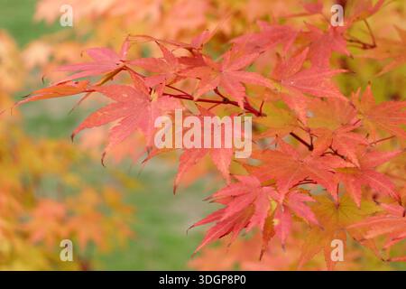 Acer tree 'Sango kaku' autumn. Acer palmatum 'Sango kaku, Japanese maple tree leaves in early autumn. Also called Coral bark maple. Stock Photo