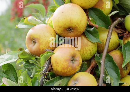 Malus domestica Egremont Russet apple. A heavy crop of the classic English dessert apple, Egremont Russet ready to pick from the tree. UK Stock Photo