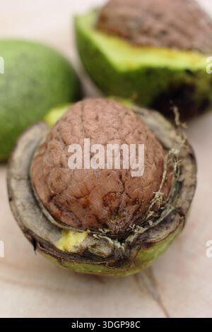 Walnuts. Juglans regia. Freshly harvested common English walnuts in green husks, revealing the seed; the shell containing an edible, tasty nut. Stock Photo