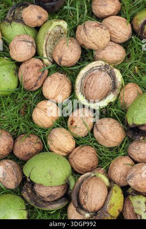 Walnuts. Juglans regia. Freshly harvested common English walnuts in husks, revealing the seed; the shell containing an edible, tasty nut. UK Stock Photo