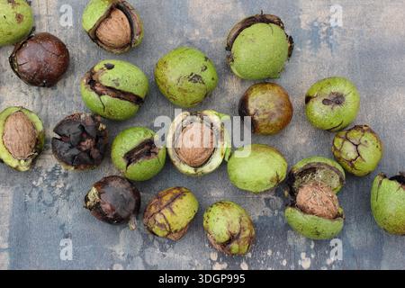 Walnuts. Juglans regia. Freshly harvested common English walnuts in husks, revealing the seed; the shell containing an edible, tasty nut. UK Stock Photo