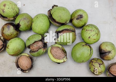 Walnuts. Juglans regia. Freshly harvested common English walnuts in husks, revealing the seed; the shell containing an edible, tasty nut. UK Stock Photo