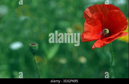 Macro image of a hoverfly on a single red Common Poppy (Papaver Rhoeas) right of frame with a green backdrop of an English wildflower meadow in July Stock Photo