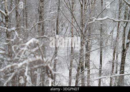 Snowcovered birch trunks and branches, blurred forest backdrop, light snowfall, muted monochrome tones, textured bark details, serene contemplative at Stock Photo