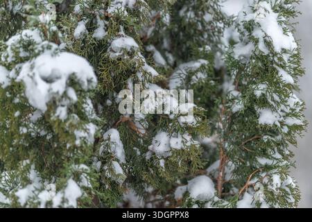 Patterned thuja branches covered in snow, repeating contours and grain from needles, high detail, earthy green contrasted with pristine white, artisti Stock Photo