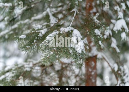 close focus on single pine needle dusted with fresh snow, shallow depth of field and soft bokeh highlight delicate texture and color contrast, ideal Stock Photo