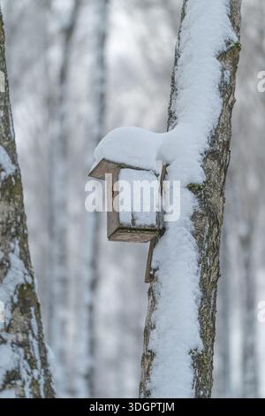 Snowcovered birdhouse on tree, tranquil park setting with fresh snow draping roof and branches, blurred birch trunks in soft gray background, empty fe Stock Photo