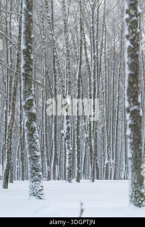 Snow laced birch grove forms tranquil backdrop, even soft light, frosty branches, long vertical lines, clean white ground, versatile scene for holiday Stock Photo