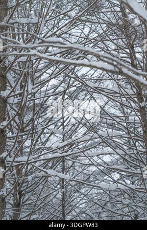 Delicate ice formations decorating snowladen tree limbs in winter, Subtle patterns formed by frost on snowcovered branches beneath subdued grey sky Stock Photo