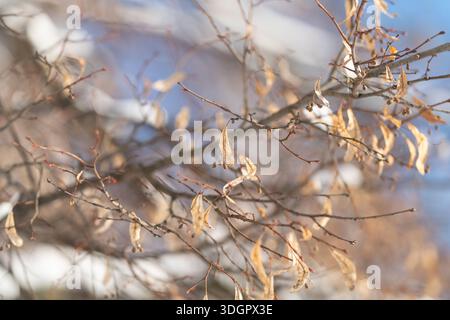 sunlit linden leaves and berries macro soft winter light, delicate dried foliage on thin branches, warm golden highlights against cool blue background Stock Photo