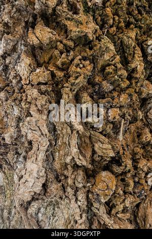 Detailed close up of tree bark with deep cracks and natural textures, highlighting the rugged surface of a mature tree Stock Photo