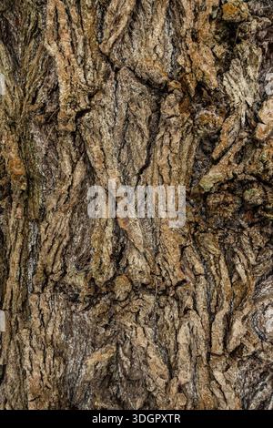 Close up of rugged tree bark texture showing natural patterns and weathered wood surface Stock Photo