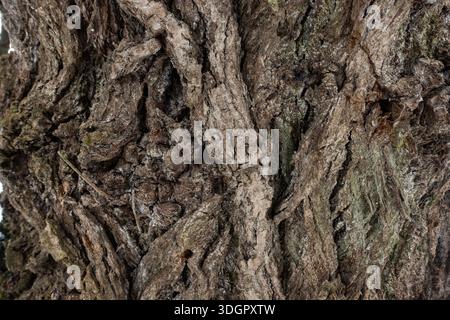 Detailed close up of tree bark with deep cracks and natural textures, highlighting the rugged surface of a mature tree Stock Photo