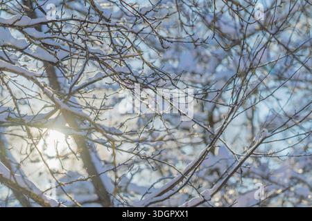 Warm sunflare through snowy tree branches, golden light filters through ice crystals, long shadows and sparkling highlights create hopeful, uplifting Stock Photo
