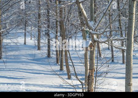 Snowy park birch with birdhouse and long shadows, soft sunlight filtering through trunks, footsteps across untouched snow create peaceful morning scen Stock Photo
