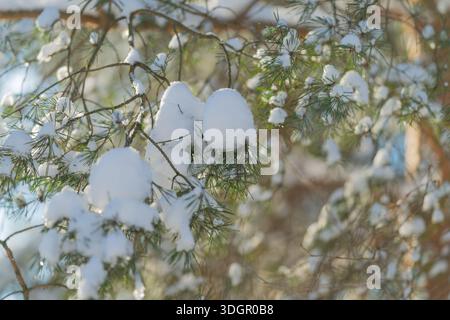 Heavy snow clinging to evergreen, thick white clumps on branches, muted palette, sagging limbs suggesting weight, calm resilient mood suited to weathe Stock Photo
