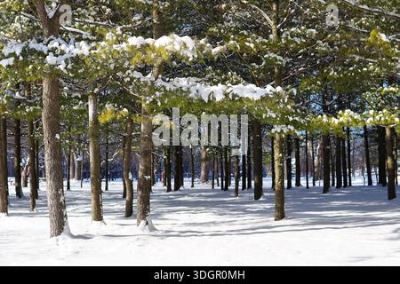 Snow-covered pine trees with an open undergrowth, illuminated by natural light. Stock Photo