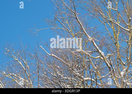 Frosty treetop set against vivid blue sky, sparkling ice crystals on upper limbs, crisp atmosphere with sharp silhouettes and winter brilliance. Stock Photo