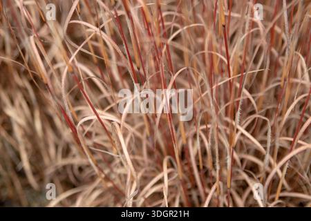 Atmospheric autumn or winter garden background with dry red stems and beige, softly hairy leaves of ornamental grass. Selective focus creates a moody, Stock Photo
