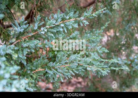 Botanical close-up of Juniperus squamata branches showing glaucous blue-green needle-like leaves, highlighting foliage texture and diagnostic traits o Stock Photo