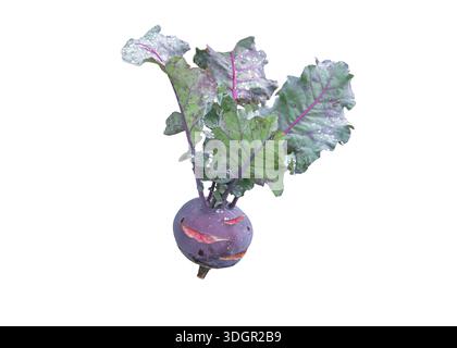 Purple kohlrabi (Brassica oleracea Gongylodes Group) with fresh leaves, isolated on white background. Biennial cabbage vegetable grown in home gardens Stock Photo