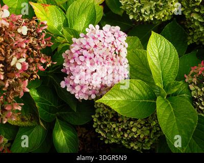 Close-up of pink hydrangea flowers surrounded by green leaves in a garden setting. Stock Photo