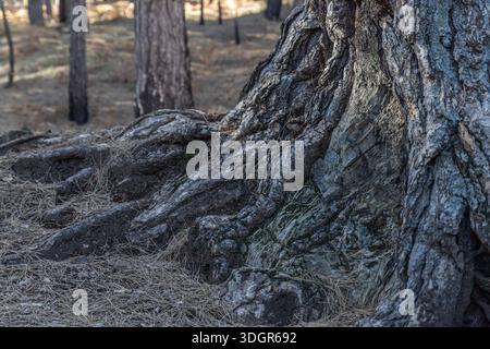 Close-up of a large, textured tree trunk and exposed roots Stock Photo